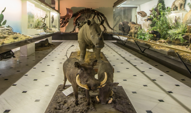 Goulandris Natural History Museum