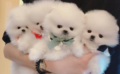 Pom &amp; Family Pomeranian Puppies