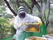 Beekeeping In Athens