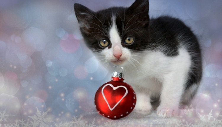 A Holiday Gift Offered To You By A Sweet Black & White Kitten
