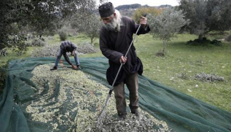 Despite Crisis, Greeks See Opportunity In Olive Oil Production