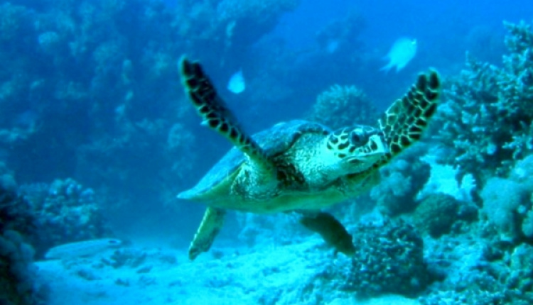 A Hopeful Comeback For Endangered Sea Turtles & Seals In Greece