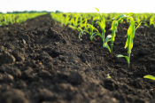 EU Commission Consults Citizens &amp; Stakeholders On Possible New Soil Health Law