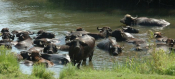 Water Buffalo Farming A Gold Mine For Greece