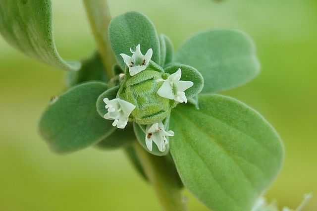 Marjoram flowers