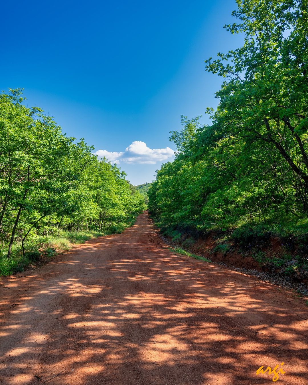 Mogostos Forest