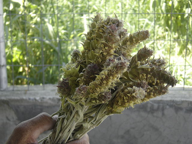 Mountain Tea
