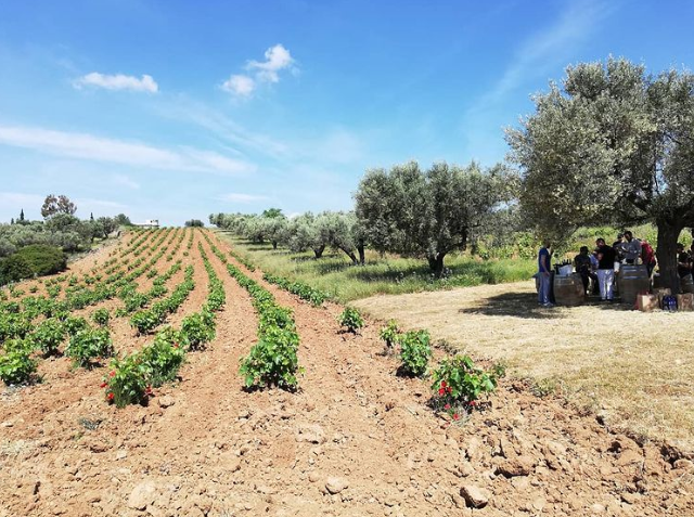 Mylonas Winery