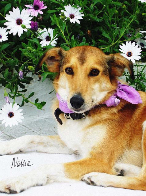 Nellie Photo by Claire Lloyd