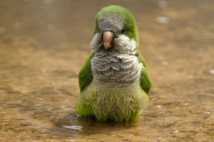 Exotic Green Parrots In Athens