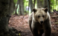 Arcturos Offers Sanctuary To Bears That Cannot Go Home