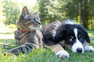 Honoring Our Beloved Pets: A Beautiful Goodbye &amp; A Lasting Legacy