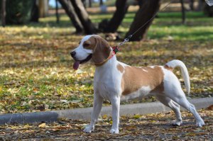 2 Municipal Dog Parks Open in Athens