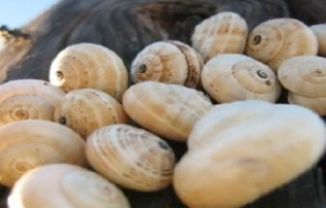 Copy of What To Do With A Greek Snail