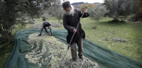 Despite Crisis, Greeks See Opportunity In Olive Oil Production