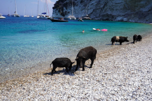 Atokos - Greece&#039;s Pig Island