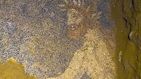 Greek Tomb Was For Alexander The Great's Friend Hephaestion