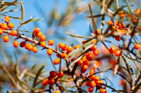 The Superfood That Fueled Alexander The Great