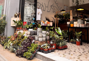 Plant Pop-Up | This is Loco x Sanopwleio