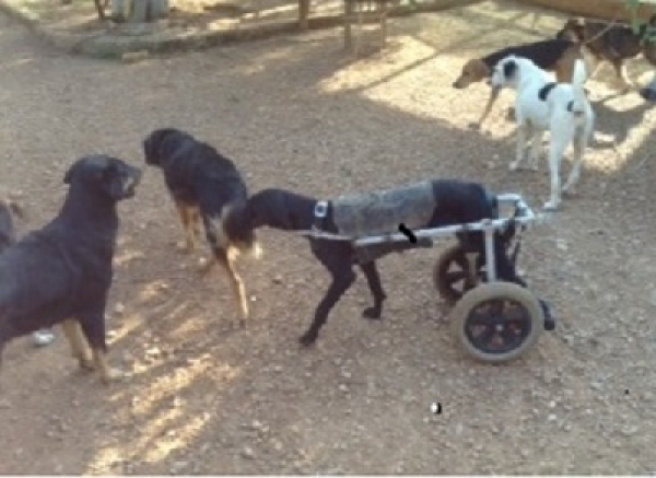Mandra Dog Shelter