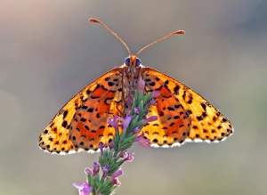 Two “Must Visit” Wildlife Destinations In Greece