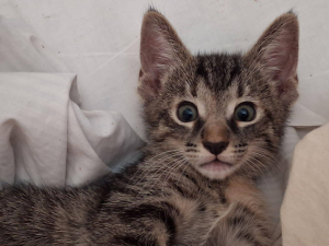 Beautiful Kittens For Adoption