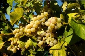 Greek Sparkling Wines – A Champagne Alternative