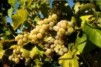 Greek Sparkling Wines – A Champagne Alternative