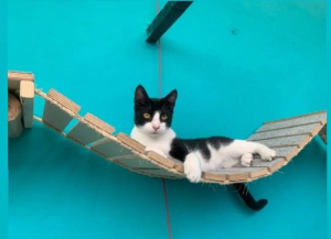 The First Cat Cafe In Athens: A Feline Haven For Every Cat Lover