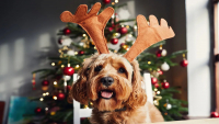Traditional Christmas Customs In Greece