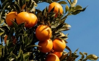 To Prune Or Not To Prune