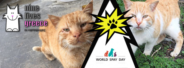 World Spay Day - Sponsor A Cat Today
