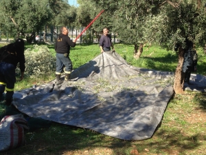 Greek Volunteers Harvest Olives For Fellow Residents In Need