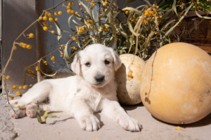 Sweet Puppies Looking For A Home