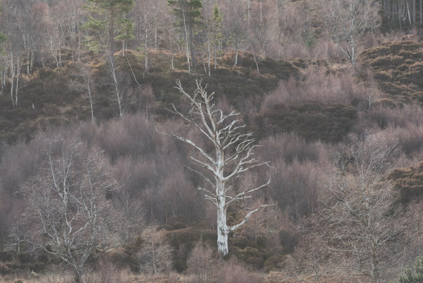 Celtic And Nordic Music Landscapes By The Gaelic/Nordic Choir