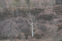Celtic And Nordic Music Landscapes By The Gaelic/Nordic Choir