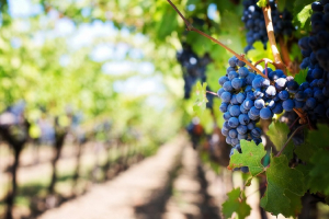 Two Greek Vineyards Among The Best In The World