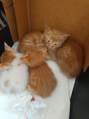 Adorable Kittens Seeking Their Forever Homes