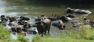 Water Buffalo Farming A Gold Mine For Greece