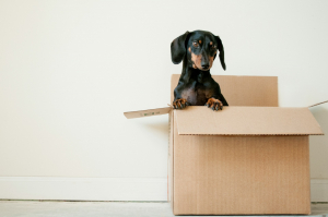 Moving Made Simple - A Guide to Domestic &amp; International Removals