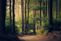 The Enchanting Beauty Of Greece's Aesthetic Forests