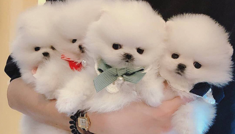 Pom & Family Pomeranian Puppies