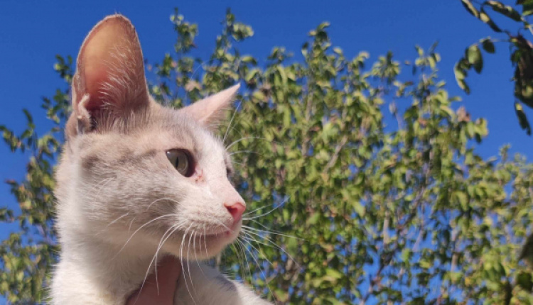Helen's Greek Strays