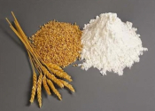 Zea - The Main Grain Of The Ancient Greeks' Diet