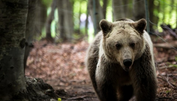 Arcturos Offers Sanctuary To Bears That Cannot Go Home