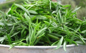 Delicious Rock Samphire – Kritamo to the Greeks
