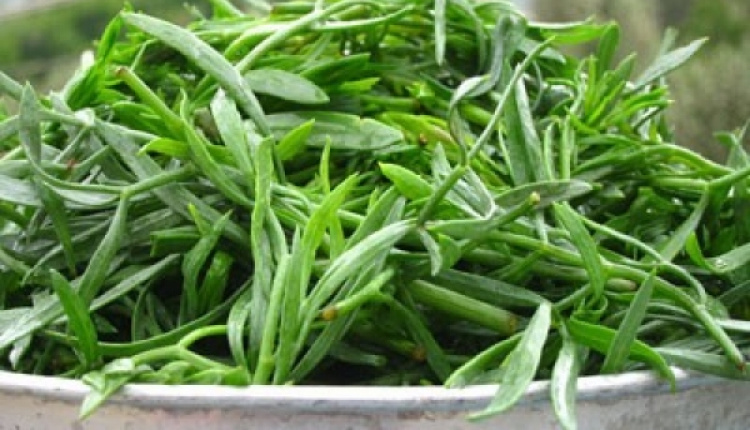 Delicious Rock Samphire – Kritamo to the Greeks