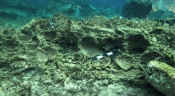 Small Underwater Town Found Off Delos