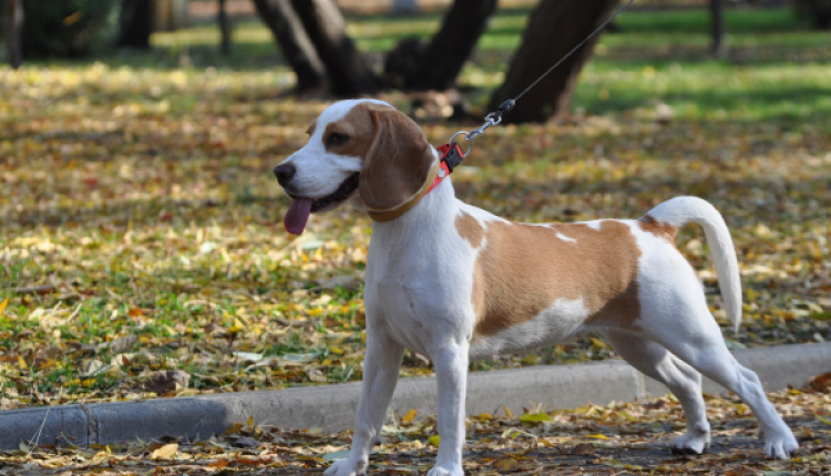 2 Municipal Dog Parks Open in Athens