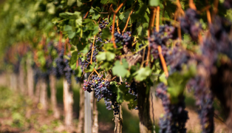 Exploring The Vineyards Around Athens